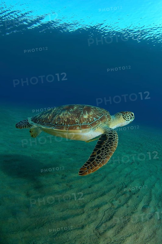 Green Sea TurtleÂ (Chelonia mydas)