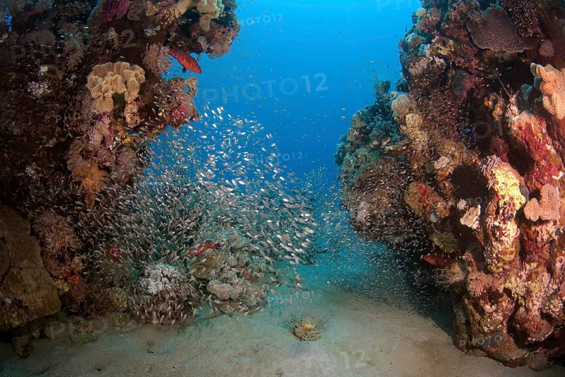School of Glassy Sweepers or Pempherids (Pempheris schomburgkii) swimming near coral reef