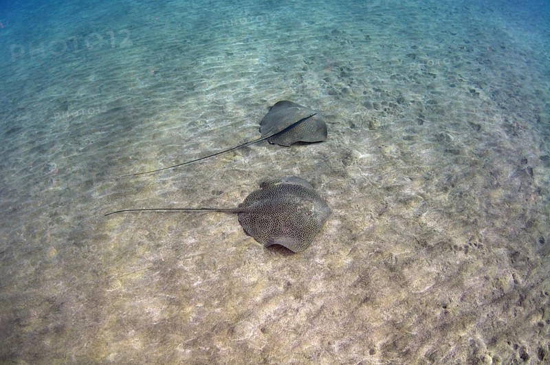Whiptail Stingrays