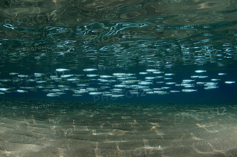 A large school of Hardyhead Silverside (Atherinomorus lacunosus) above sandy bottom