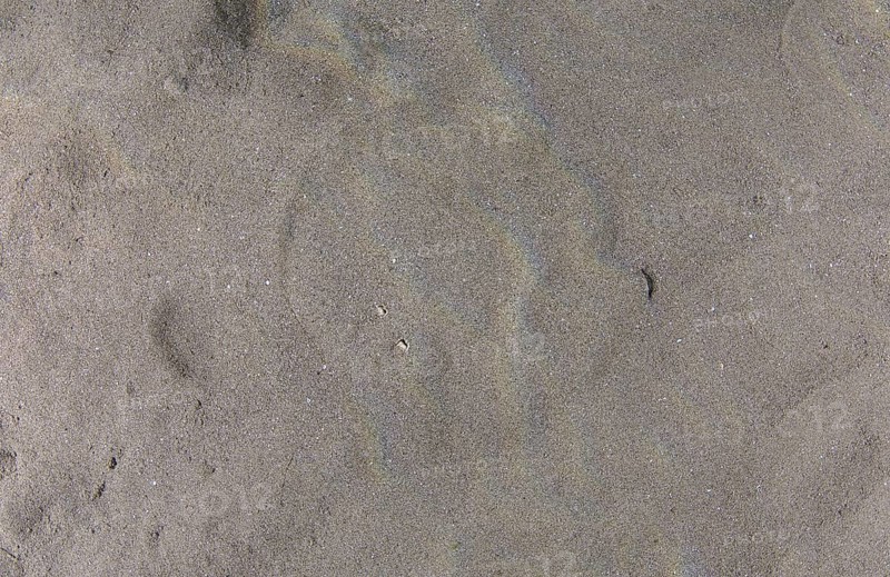 Panther Electric Ray (Torpedo panthera) camouflaged