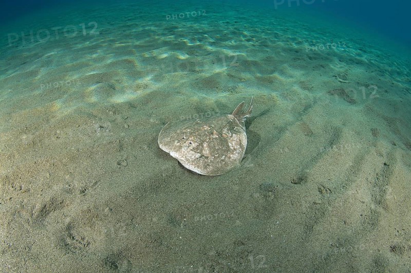Leopard Torpedo (Torpedo panthera) swimming over sandy bottom