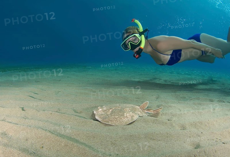 Diver