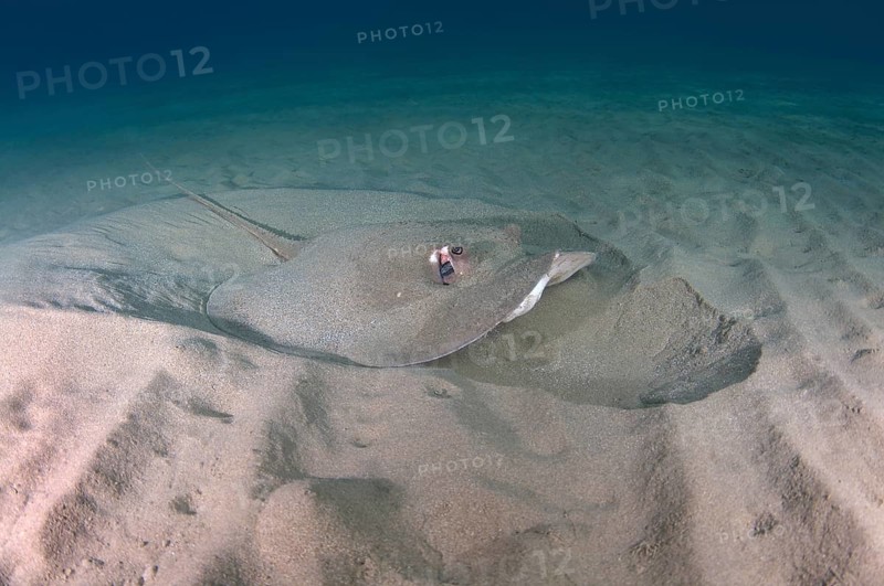 Round Ribbontail Ray (Taeniura meyeni) swimming over a sandy bottom