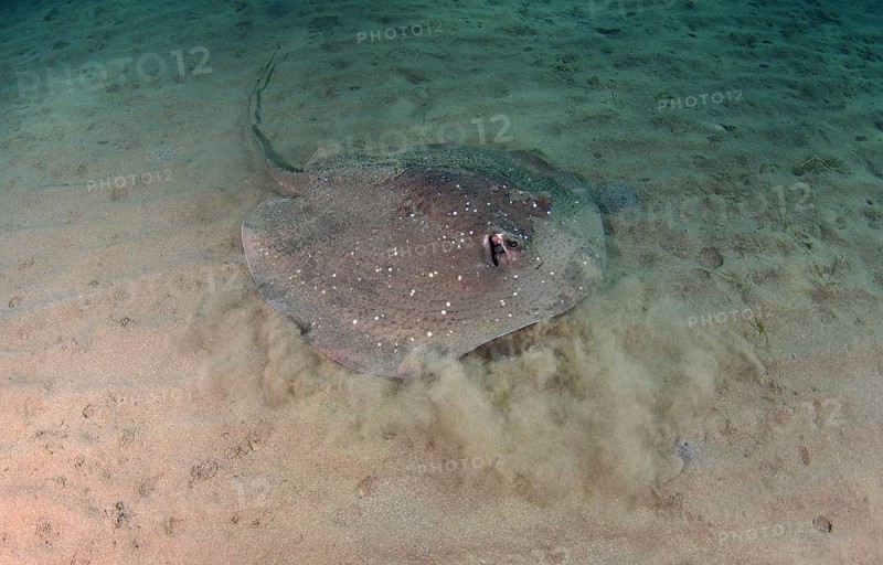 Round Ribbontail Ray