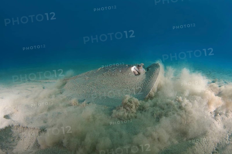 Round Ribbontail Ray