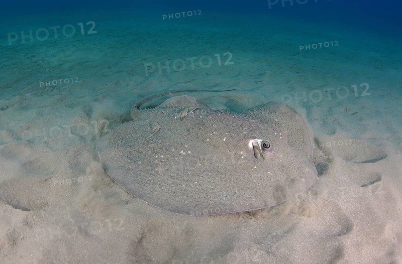 Round Ribbontail Ray
