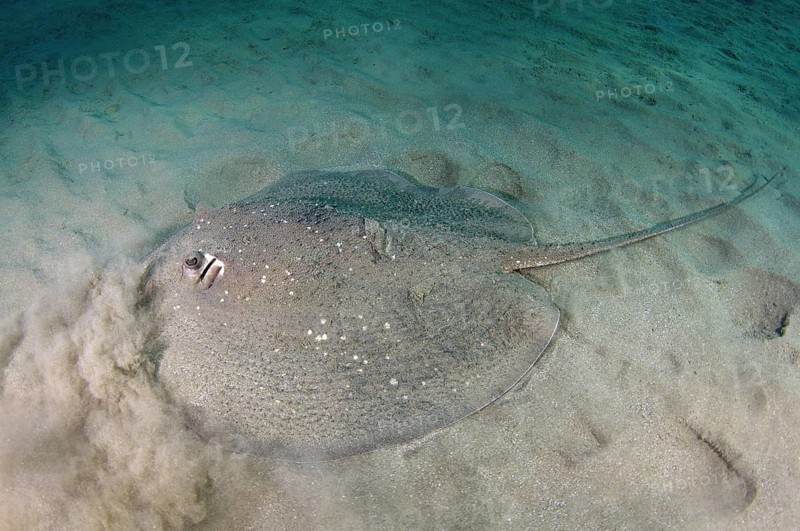Round Ribbontail Ray (Taeniura meyeni) on sandy bottom