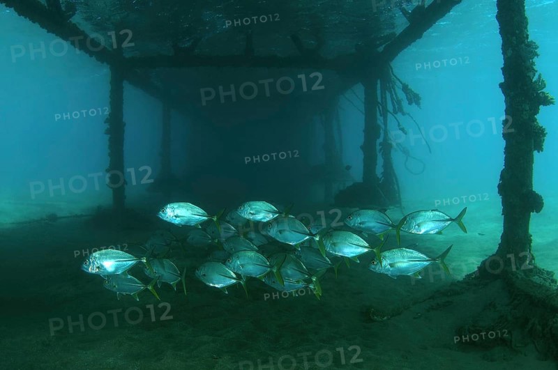 Island Trevally