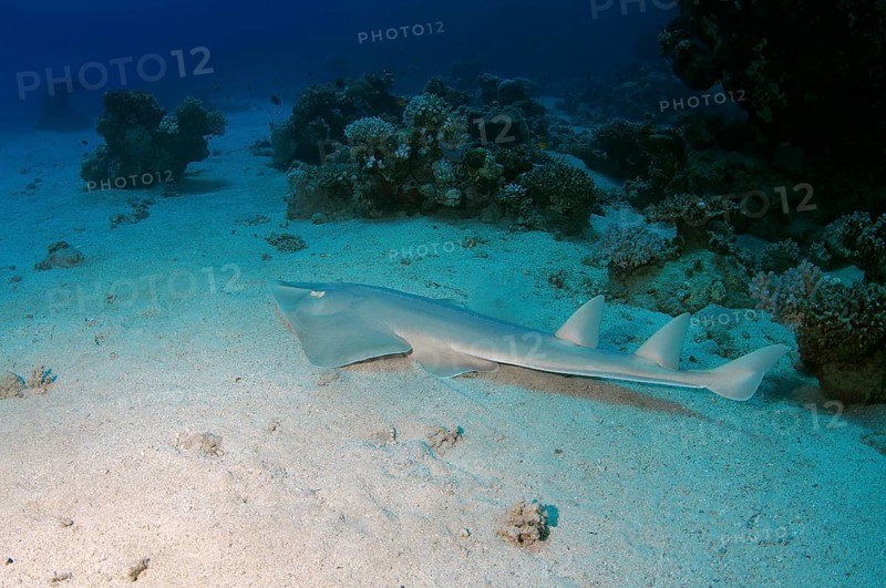 Thornback Guitarfish (Platyrhinoidis triseriata)