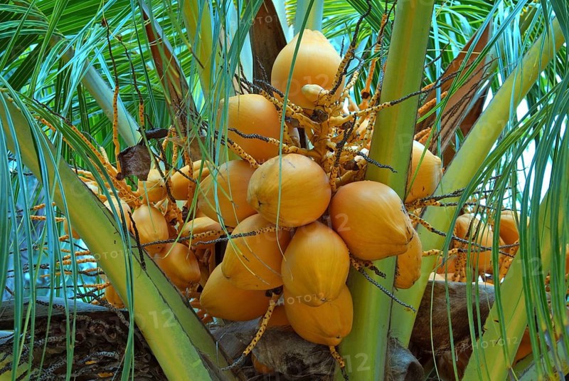 Ripe coconuts on a Coconut tree (Cocos nucifera)