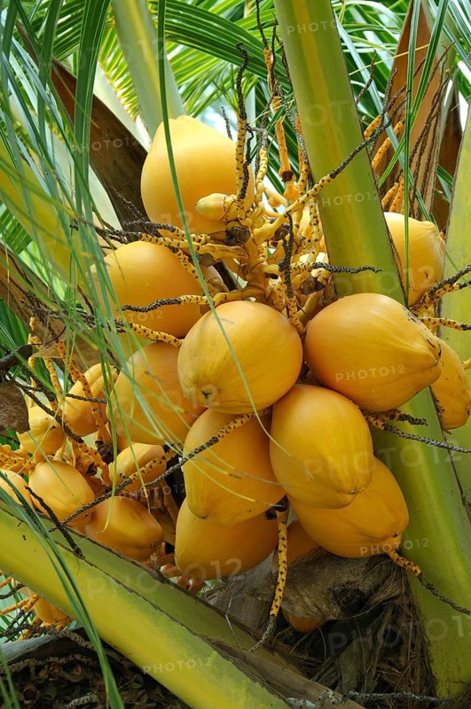 Ripe coconuts on a Coconut tree (Cocos nucifera)