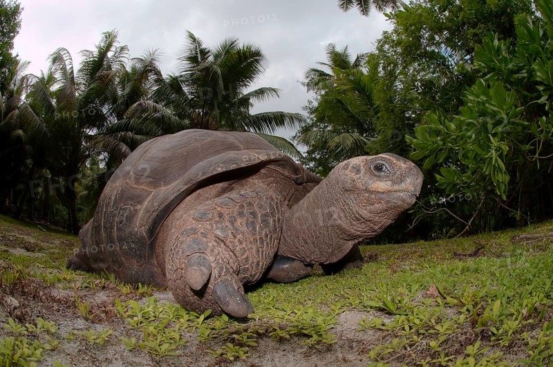 Galapagos Tortoise (Chelonoidis nigra)