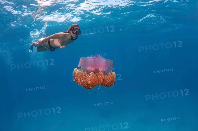 Young woman snorkeling and looking at Cauliflower Jellyfish or Crown Jellyfish (Cephea cephea) Indian Ocean