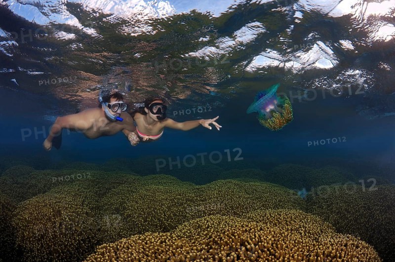 Snorklers with Cauliflower Jellyfish or Crown Jellyfish (Cephea cephea)