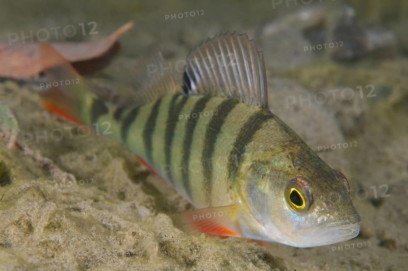 European Perch (Perca fluviatilis)