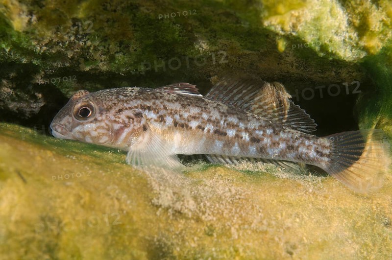 Round Goby (Neogobius melanostomus)
