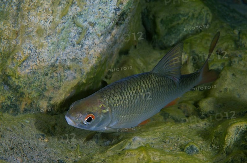 Common Rudd (Scardinius erythrophthalmus)