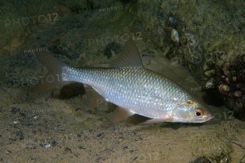 Common Rudd (Scardinius erythrophthalmus)