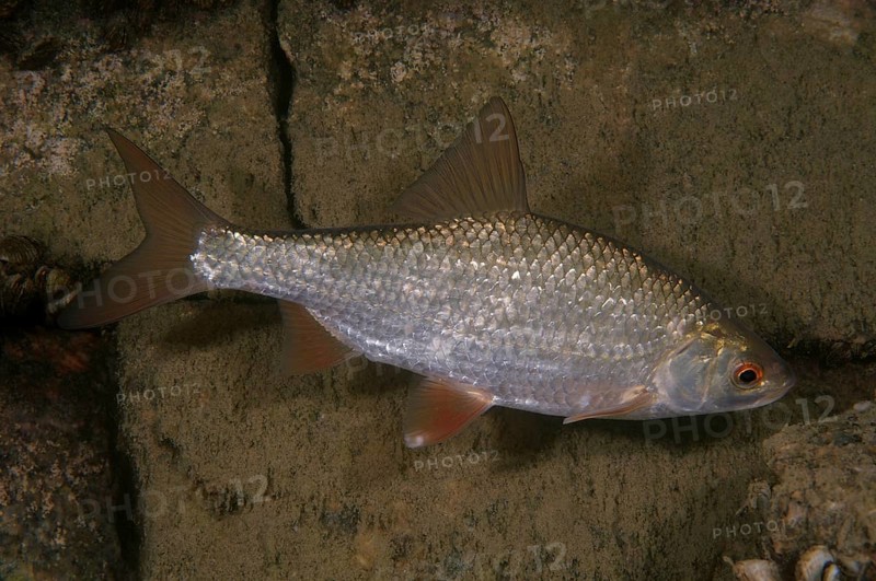 Common Rudd (Scardinius erythrophthalmus)