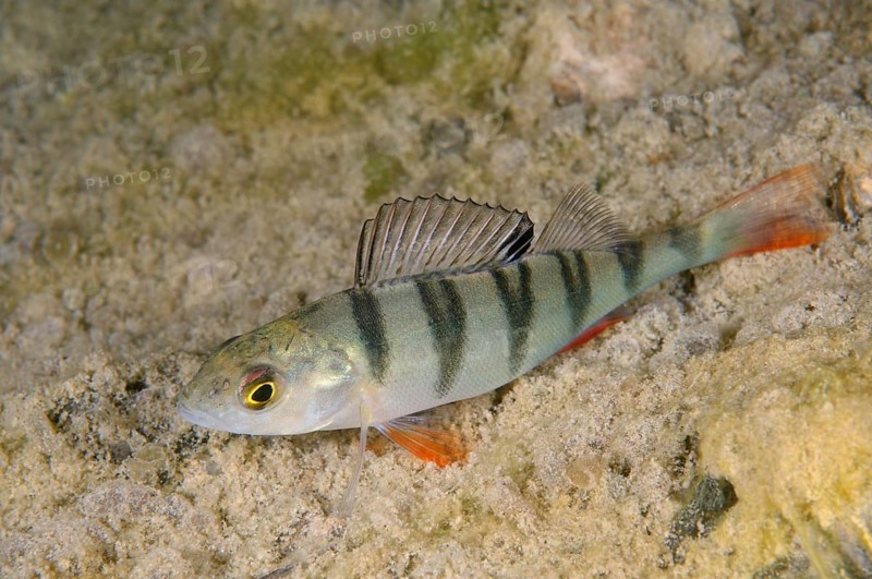 European Perch (Perca fluviatilis)