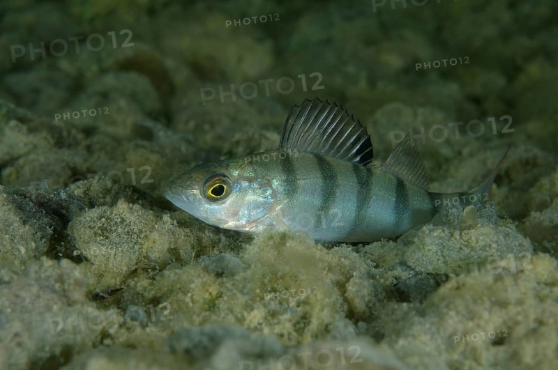 European Perch (Perca fluviatilis)