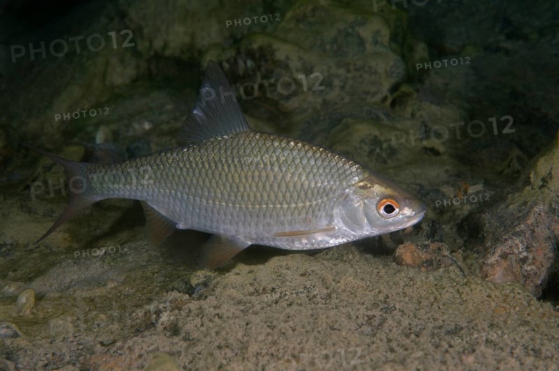 Common Rudd (Scardinius erythrophthalmus)