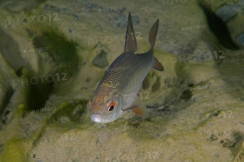 Common Rudd (Scardinius erythrophthalmus)