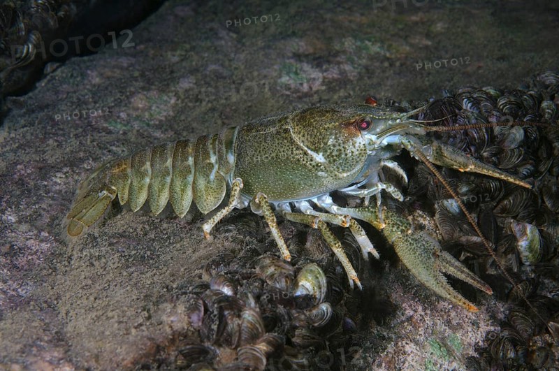 Danube Crayfish
