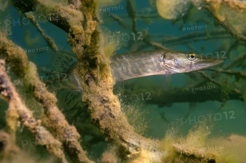 Northern Pike (Esox lucius)