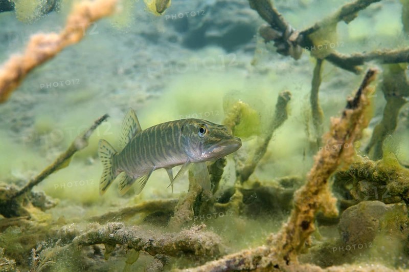 Northern Pike (Esox lucius)