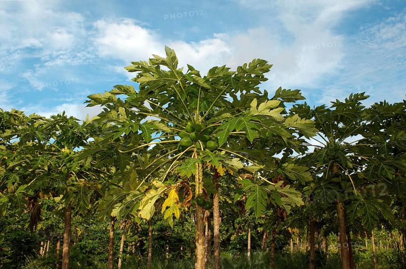 Plantation Papaya
