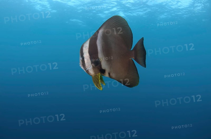 Orbicular Batfish