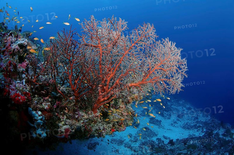 Siphonogorgia Soft Corals (Siphonogorgia sp.)