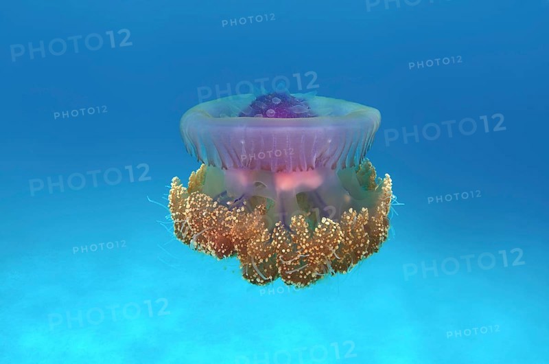 Crown Jellyfish or Cauliflower Jellyfish (Cephea cephea)
