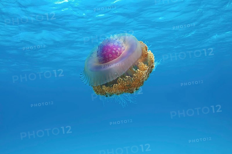 Crown Jellyfish or Cauliflower Jellyfish (Cephea cephea)