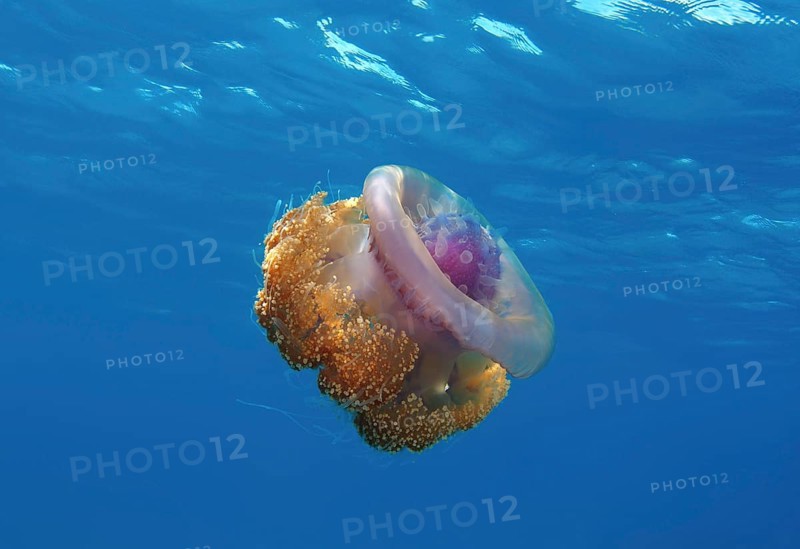 Crown Jellyfish or Cauliflower Jellyfish (Cephea cephea)