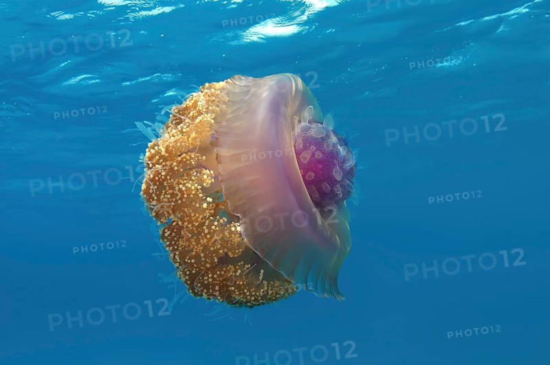 Crown Jellyfish or Cauliflower Jellyfish (Cephea cephea)