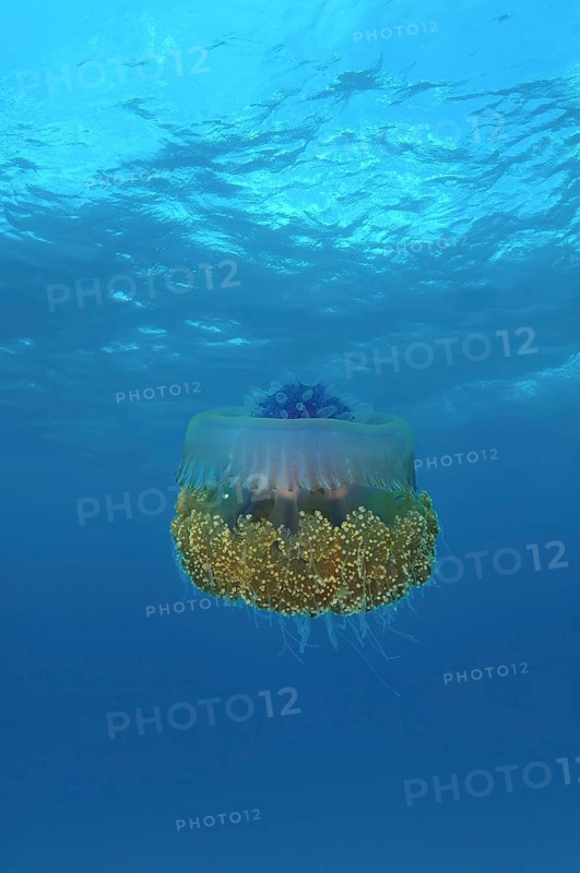 Crown Jellyfish or Cauliflower Jellyfish (Cephea cephea)