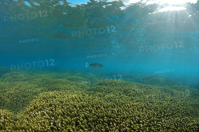 Short-nosed Unicornfish or Spotted Unicornfish (Naso brevirostris) at a coral reef with Jeweled Finger Corals (Porites cylindrica)