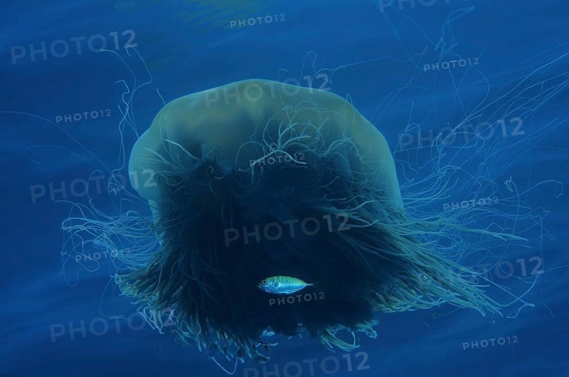 Lion's mane jellyfish