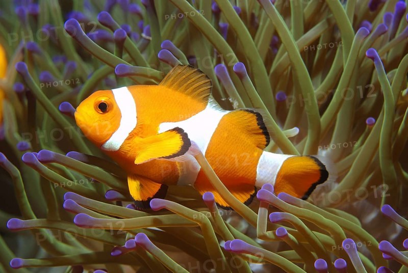 Ocellaris clownfish