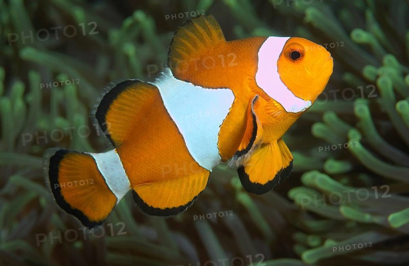 Ocellaris clownfish