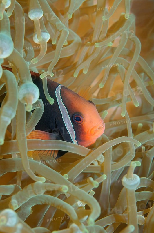 Cinnamon clownfish