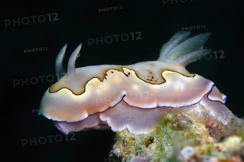 Nudibranch or sea slug Co's Goniobranchus (Chromodoris coi)