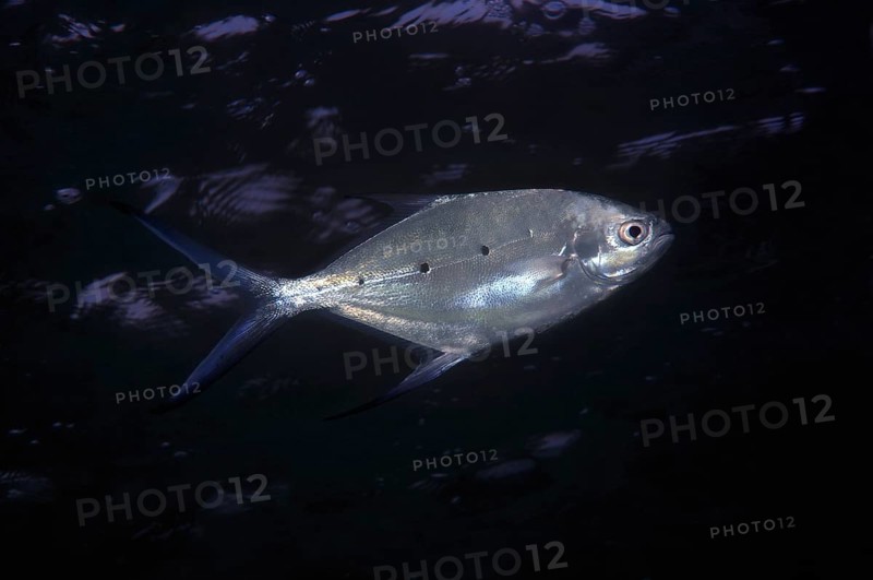Smallspotted dart