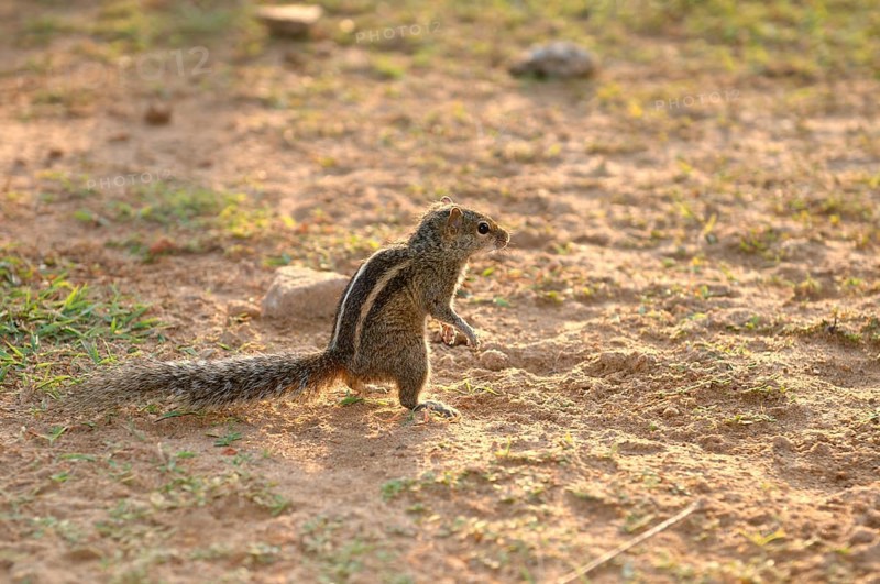 Indian Palm Squirrel or Three-striped Palm Squirrel (Funambulus palmarum) standing on hind legs and looking ahead