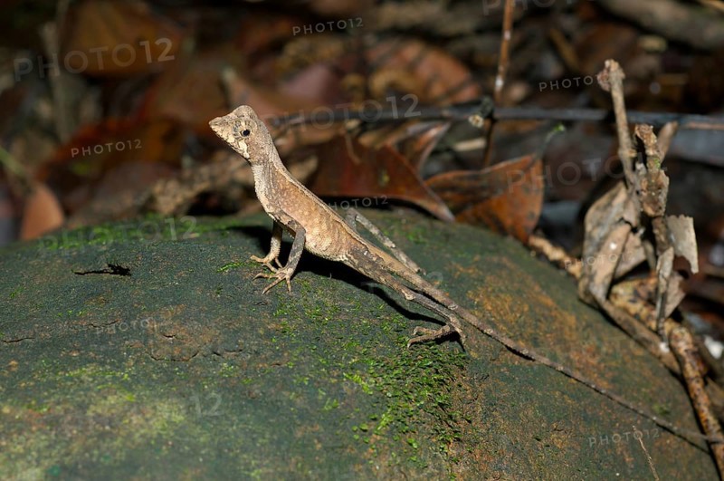 Brown-patched Kangaroo Lizard