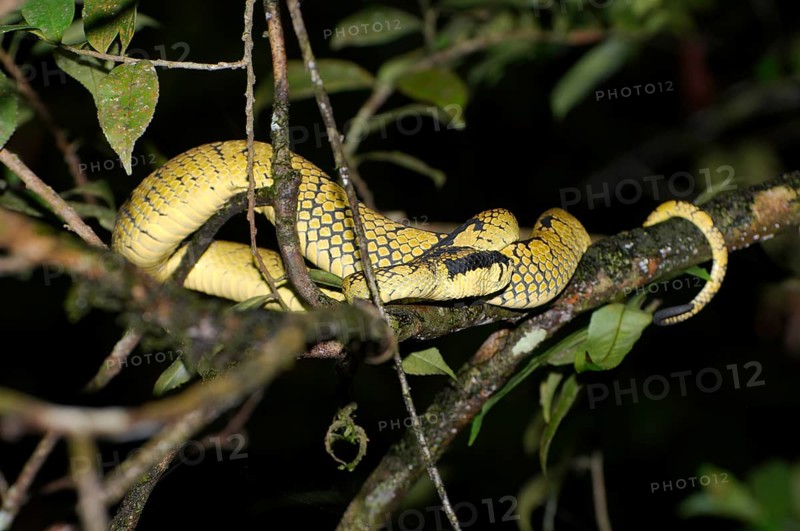 Sri Lankan Pit Viper