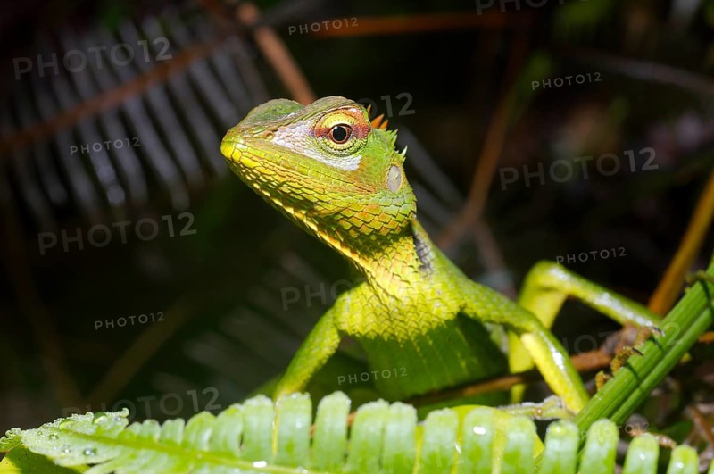 Common Green Forest Lizard